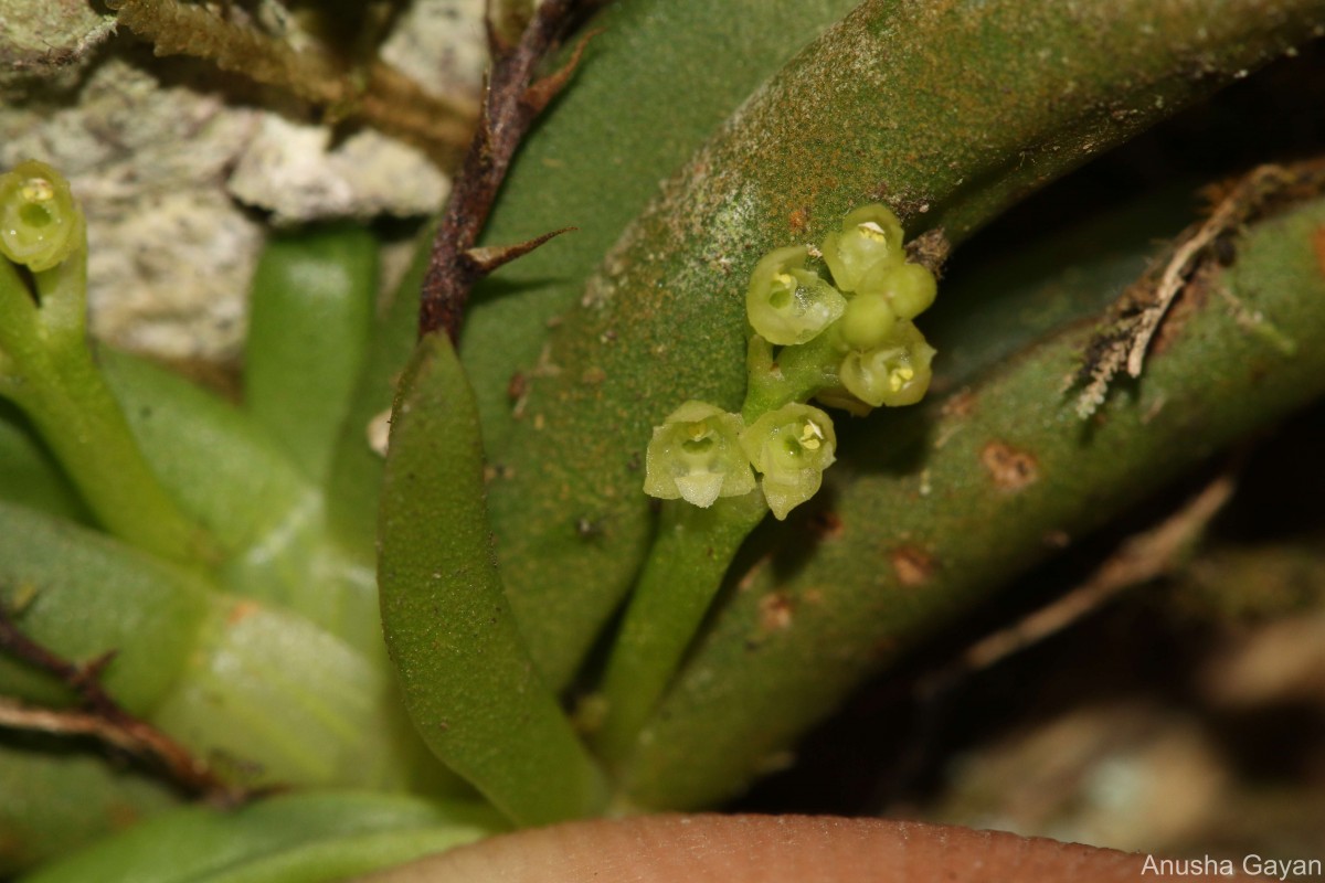 Phreatia jayaweerae Ormerod